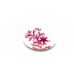 Marricreo - Coral Plate Fruit - MA1336 product image