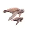 Marricreo - Large Driftwood Turtle Sculpture - MA1491 product image
