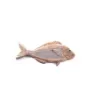 Marricreo - Wooden Beach Subject Sea Bream - MA1495 product image