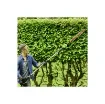 Greenworks - 51cm 60V Brushless Pole Hedge Trimmer - GD60PHT51 product image