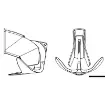 Osculati - Trefoil SS anchor w/anti-water plate 15 kg - 01.120.15 product image