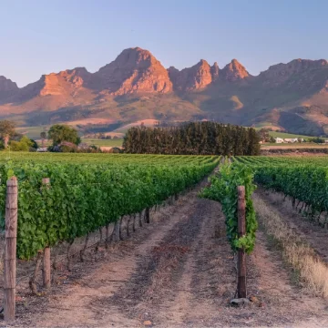 Uncork the Cape - Discover the wine of South Africa - 5 Feb 2026 product image