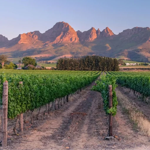 Uncork the Cape - Discover the wine of South Africa - 5 Feb 2026 product image