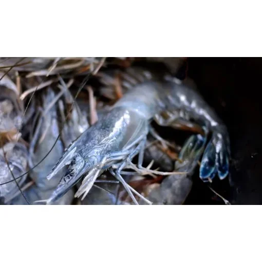 Picture of Obsiblue Blue Prawn 21/30 - Box