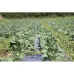 Picture of Guilbert Express - Gas-powered mulch film thermo-perforator Cat. No. 201