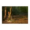 Ryobi 36V Brushless Chainsaw - 35 Cm Chain - 4.0Ah Battery and Charger - Ry36csx35a-140 product image