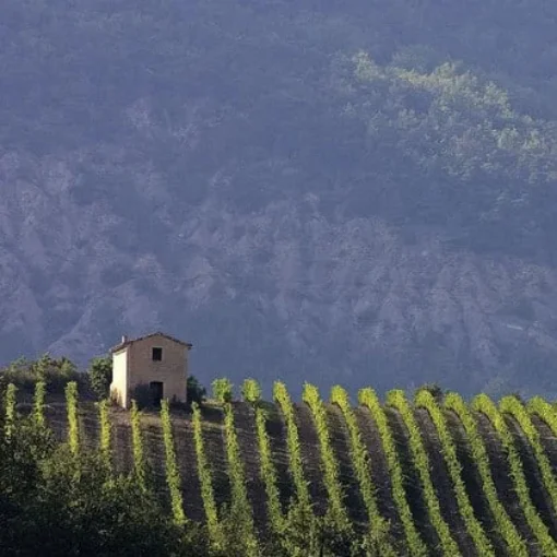Rhône Valley Tasting product image